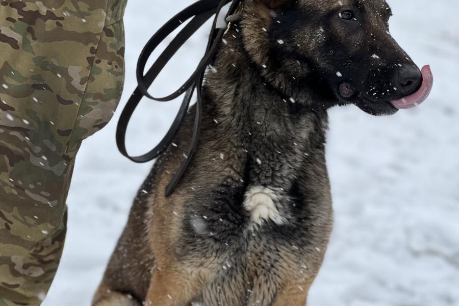 Procurement of Ten Drug Detecting Dogs for the Iranian Anti-Narcotics ...